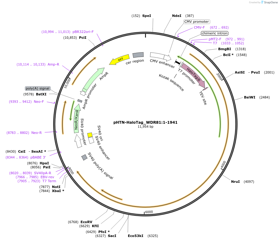 210992-plasmid-map-sequence-id-423330