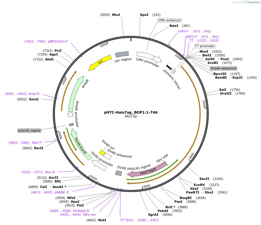 211005-plasmid-map-sequence-id-423343