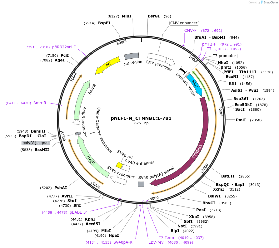 211024-plasmid-map-sequence-id-423362