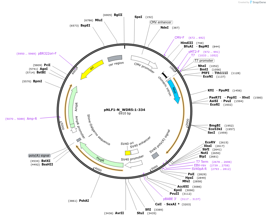 211025-plasmid-map-sequence-id-423363
