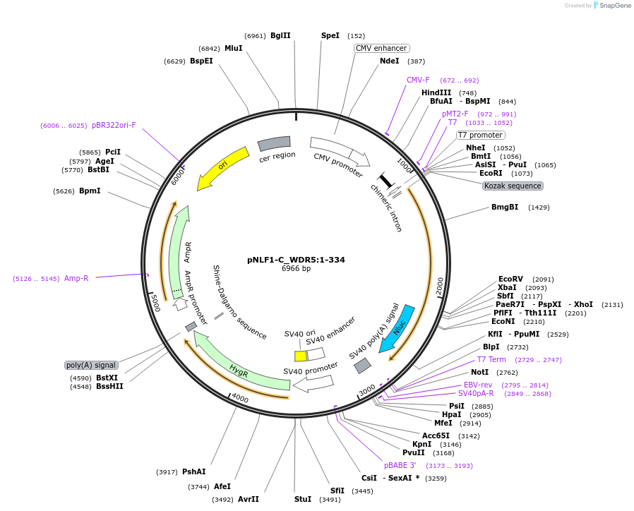 211026-plasmid-map-sequence-id-423364
