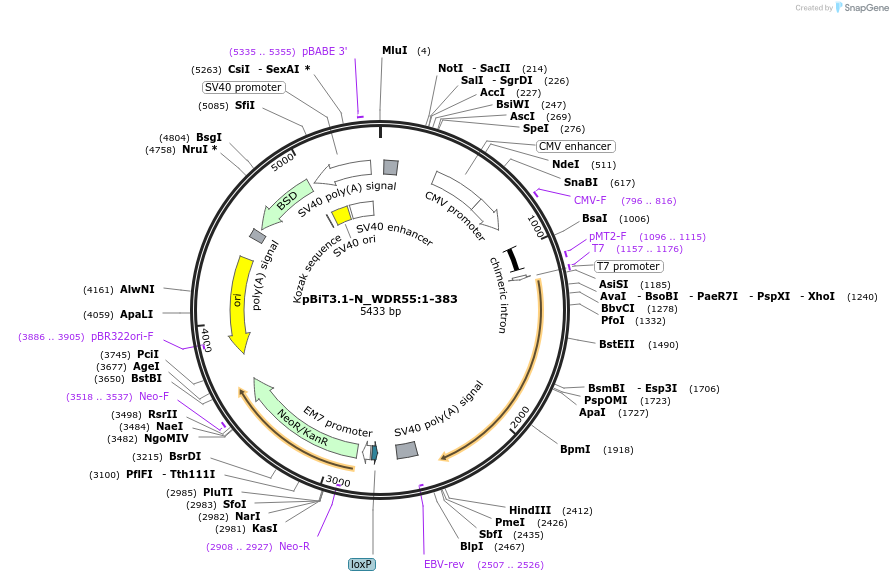 211041-plasmid-map-sequence-id-423366