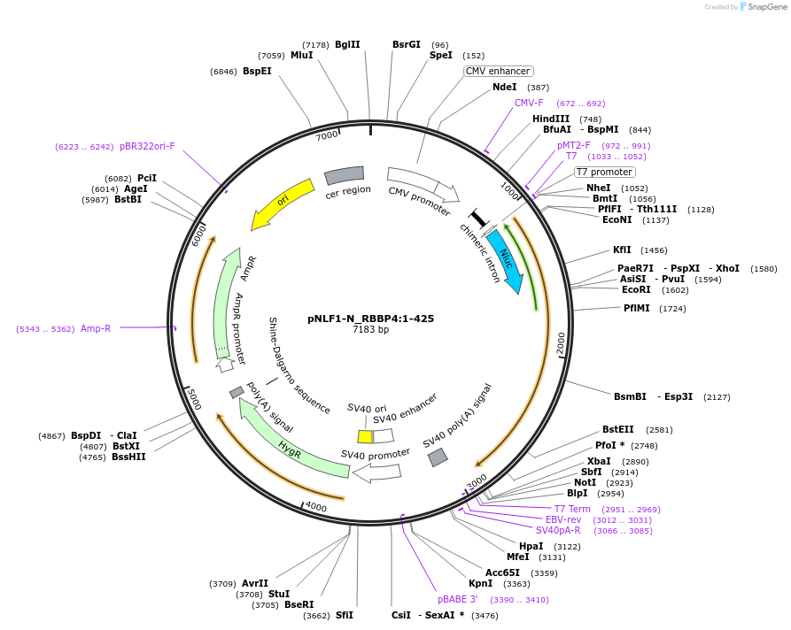 211018-plasmid-map-sequence-id-423370