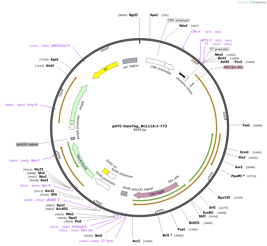211015-plasmid-map-sequence-id-423373