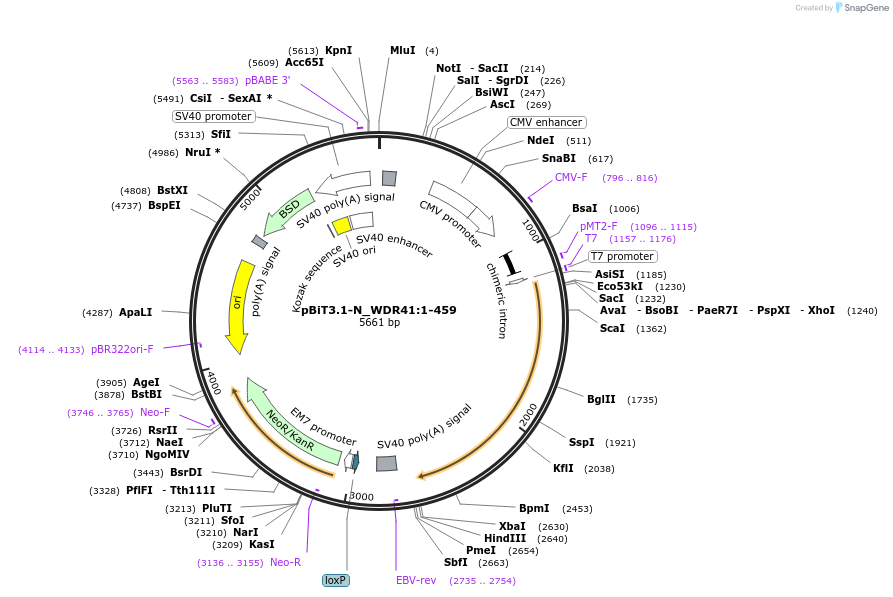 211034-plasmid-map-sequence-id-423376