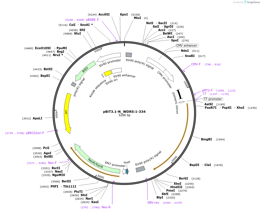 211036-plasmid-map-sequence-id-423378