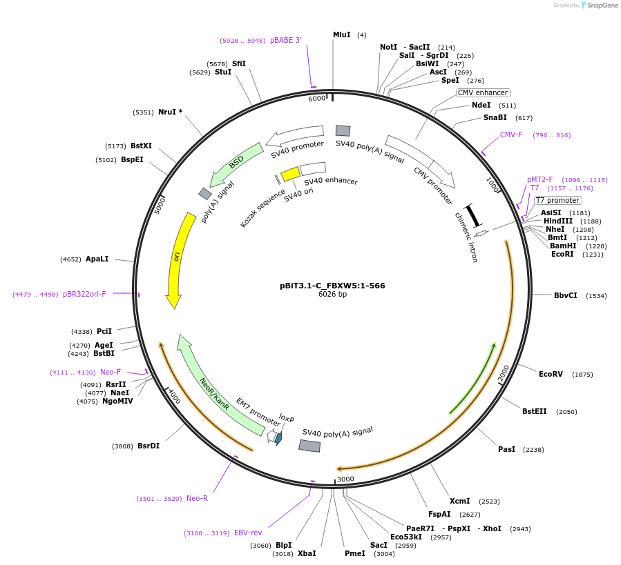 211057-plasmid-map-sequence-id-423384
