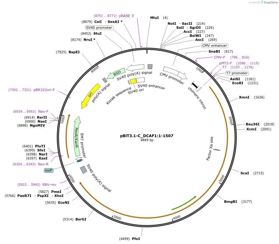 211031-plasmid-map-sequence-id-423388