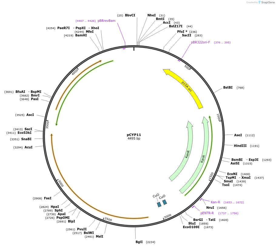 212844-plasmid-map-sequence-id-423391