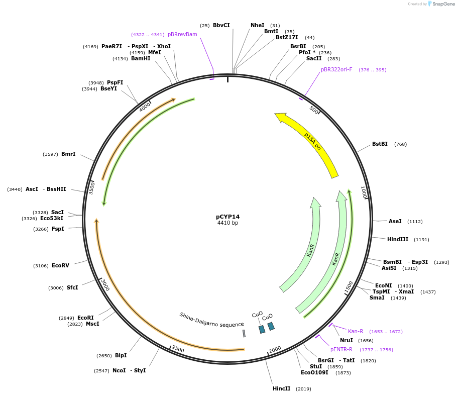 212847-plasmid-map-sequence-id-423392