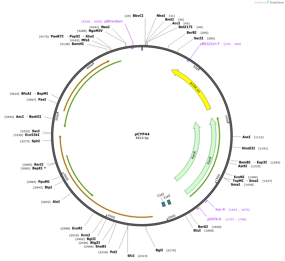 212877-plasmid-map-sequence-id-423393