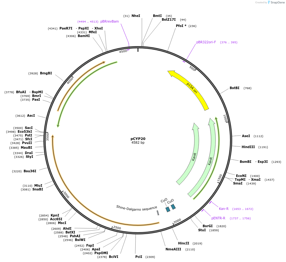 212853-plasmid-map-sequence-id-423395