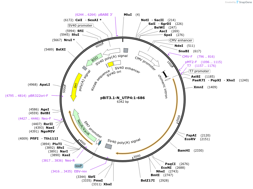 211249-plasmid-map-sequence-id-423401