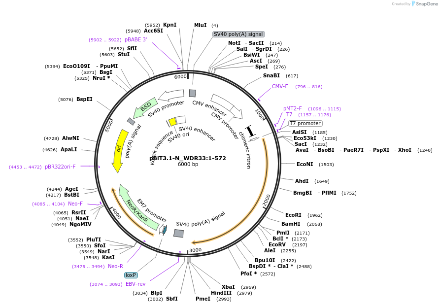 211253-plasmid-map-sequence-id-423405