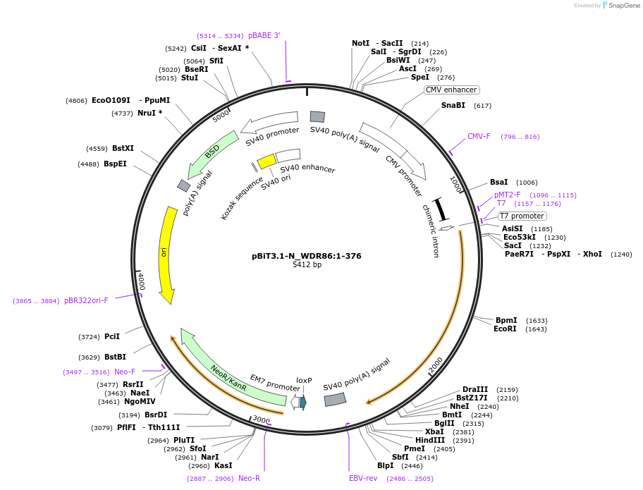 211260-plasmid-map-sequence-id-423410