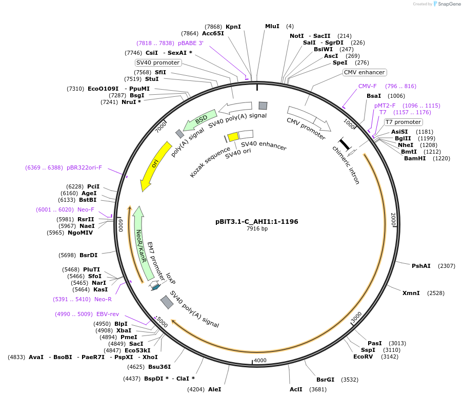211266-plasmid-map-sequence-id-423416
