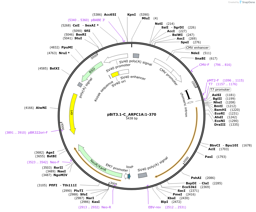 211267-plasmid-map-sequence-id-423417