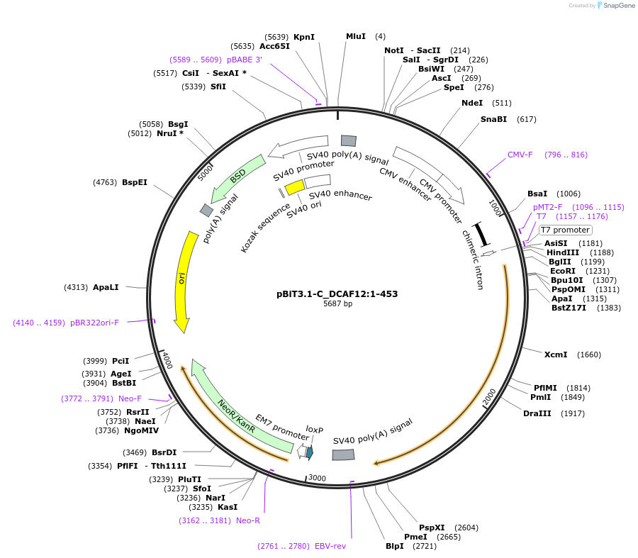 211272-plasmid-map-sequence-id-423421
