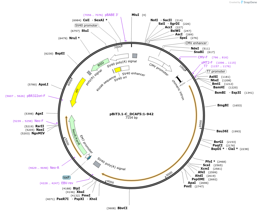 211274-plasmid-map-sequence-id-423422