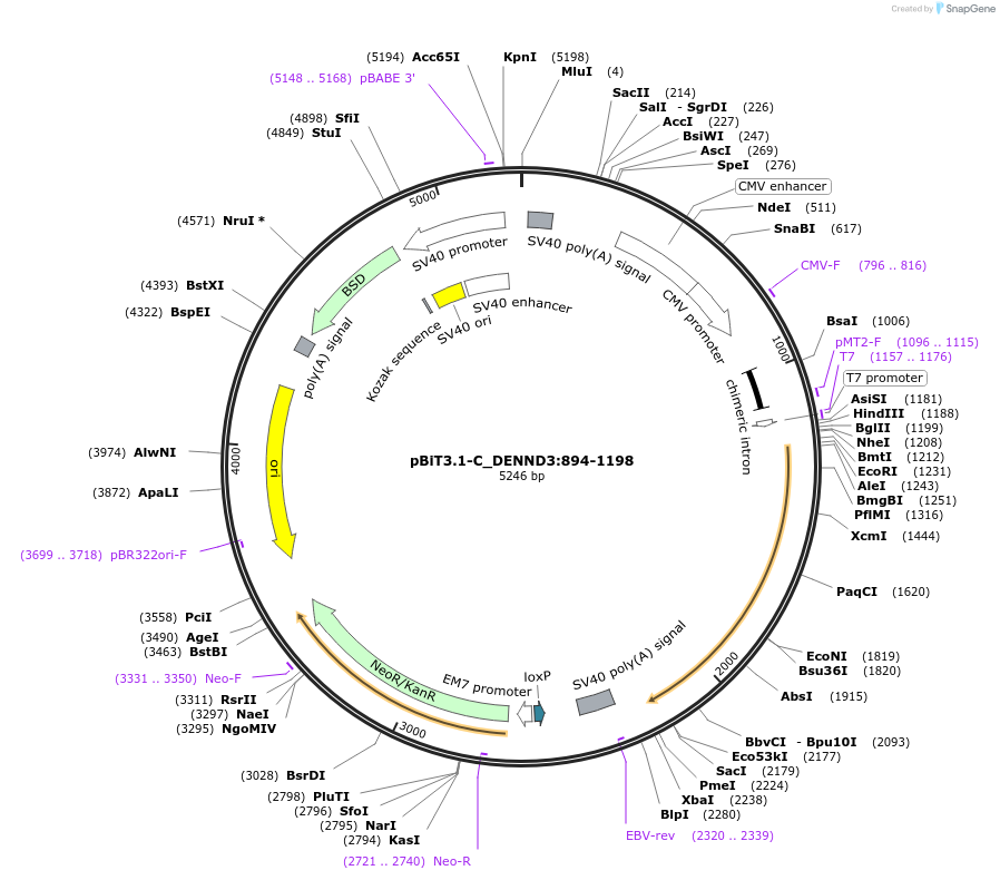 211277-plasmid-map-sequence-id-423425