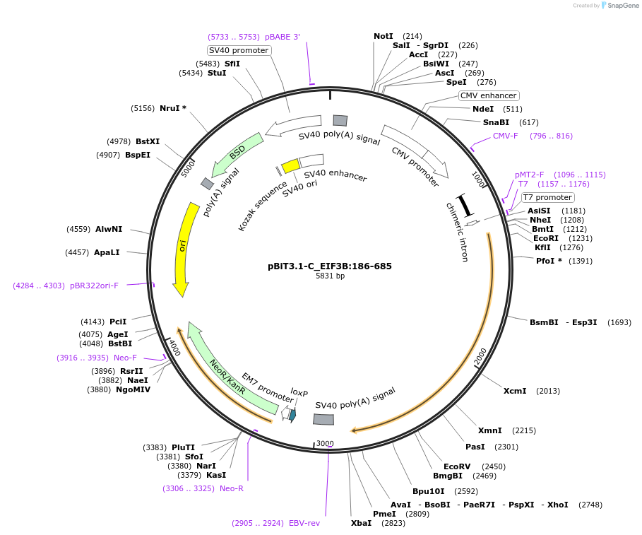211279-plasmid-map-sequence-id-423427
