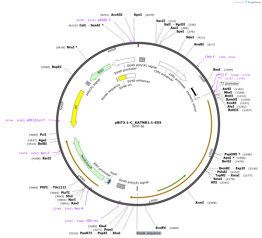 211285-plasmid-map-sequence-id-423433