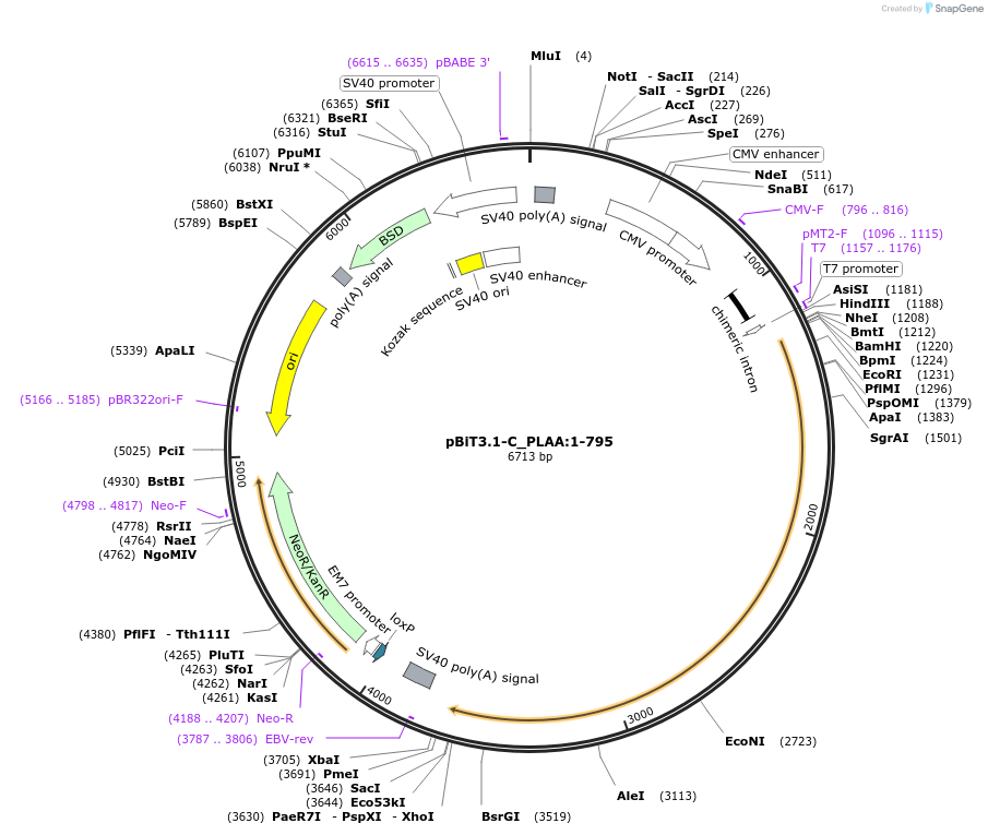 211299-plasmid-map-sequence-id-423447