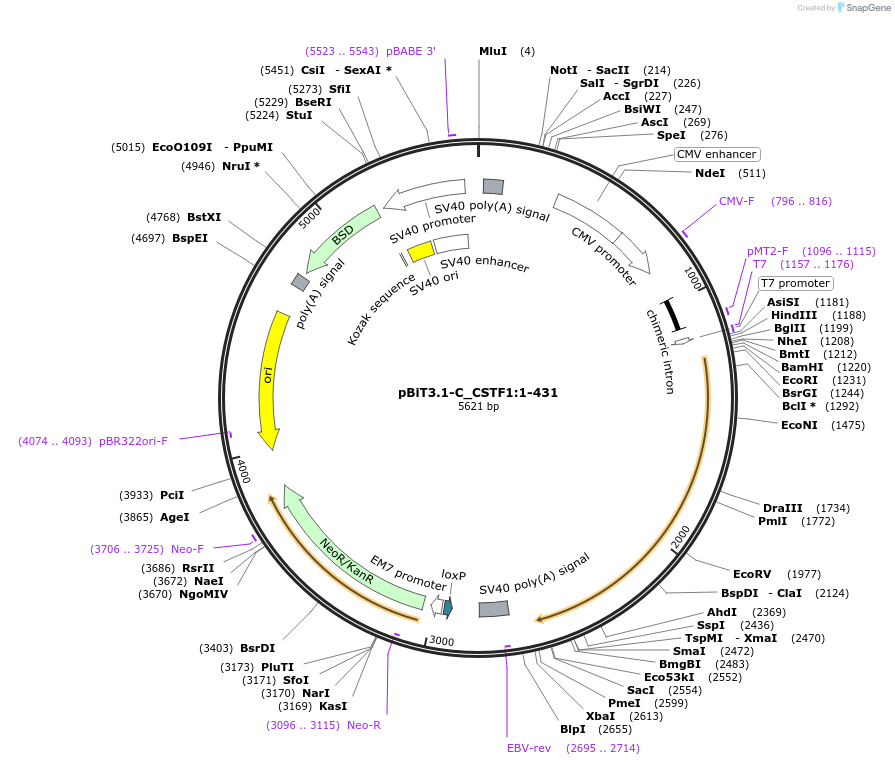 211310-plasmid-map-sequence-id-423457