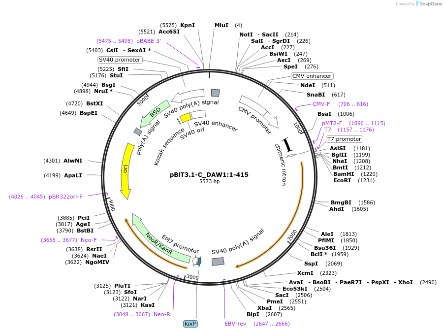 211311-plasmid-map-sequence-id-423458