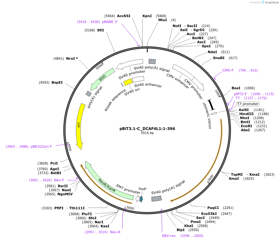 211312-plasmid-map-sequence-id-423459