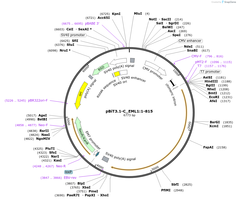 211314-plasmid-map-sequence-id-423461