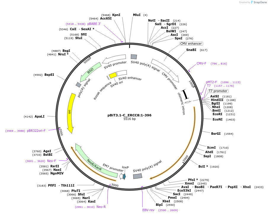 211316-plasmid-map-sequence-id-423463