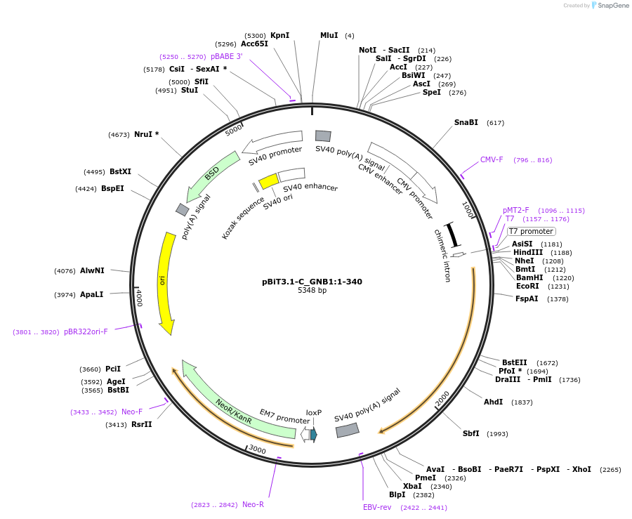 211317-plasmid-map-sequence-id-423464