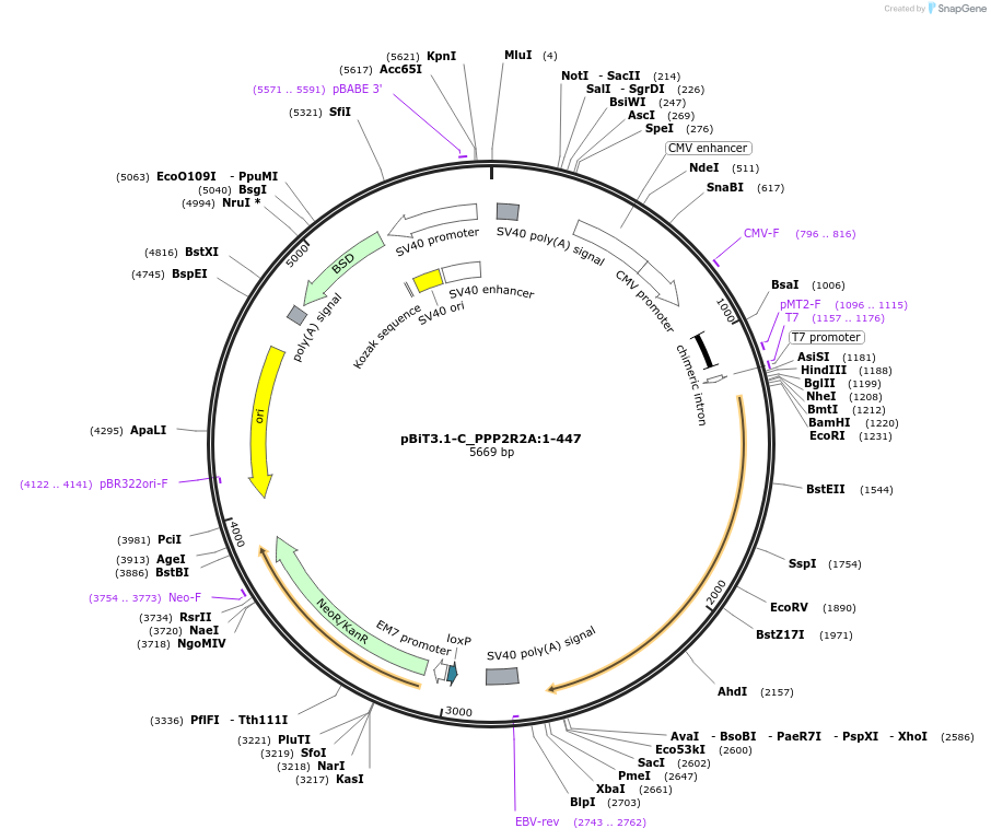 211321-plasmid-map-sequence-id-423467
