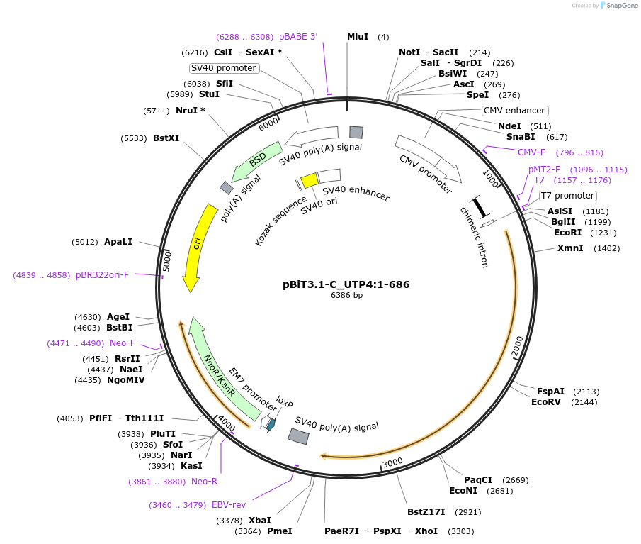 211323-plasmid-map-sequence-id-423468