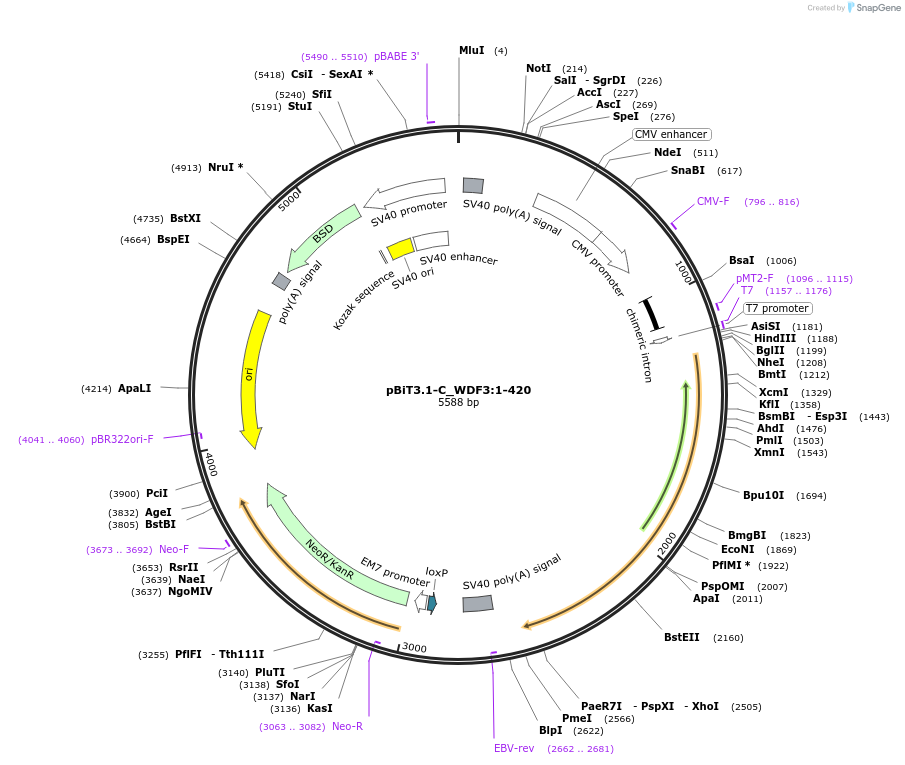211324-plasmid-map-sequence-id-423469