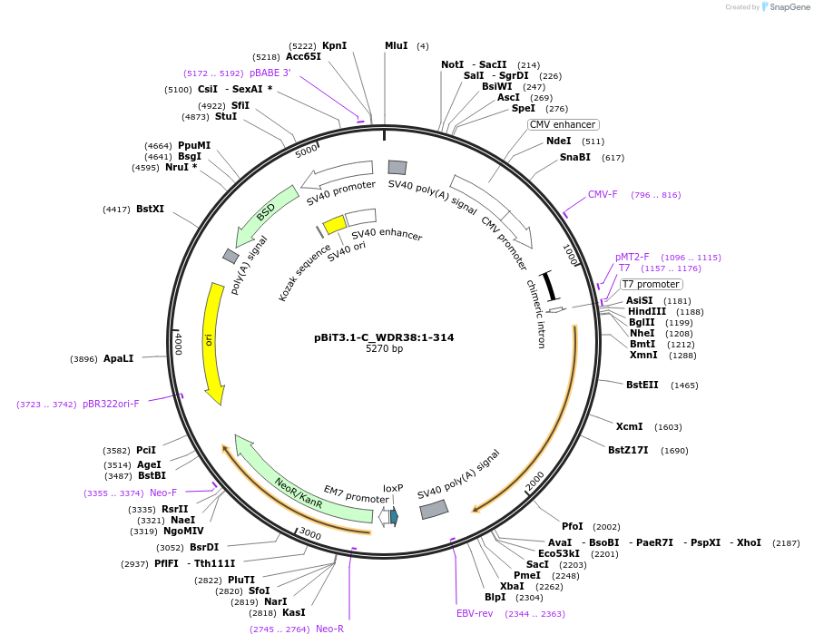 211329-plasmid-map-sequence-id-423474