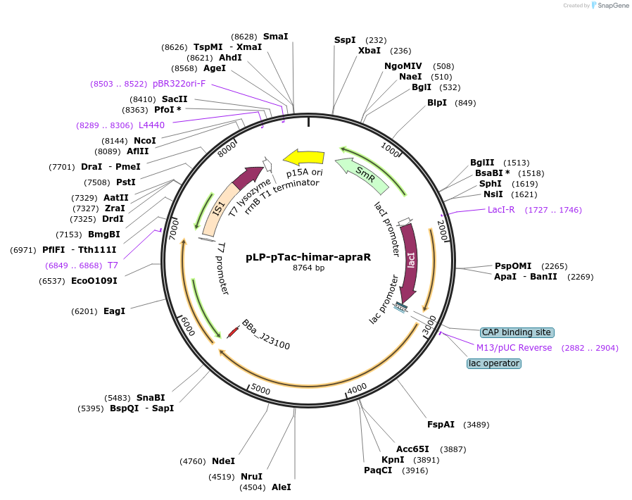 199995-plasmid-map-sequence-id-423477