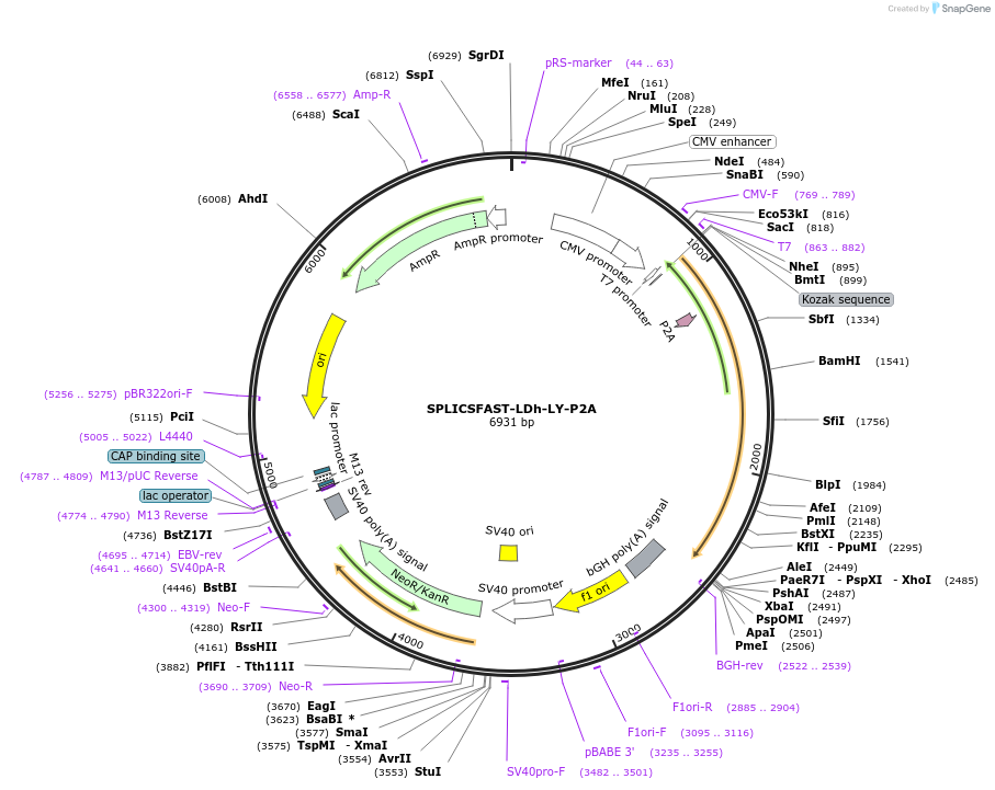 214895-plasmid-map-sequence-id-423481