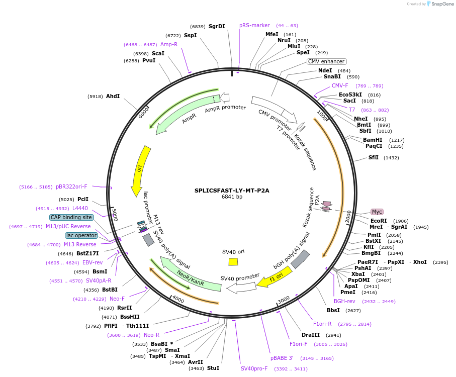 214897-plasmid-map-sequence-id-423483