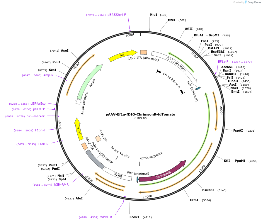 171027-plasmid-map-sequence-id-423490