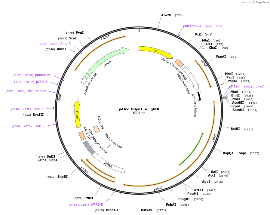 187180-plasmid-map-sequence-id-423492