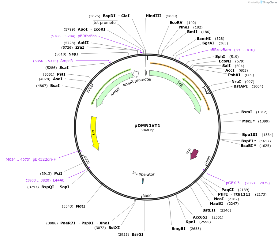 211943-plasmid-map-sequence-id-423500