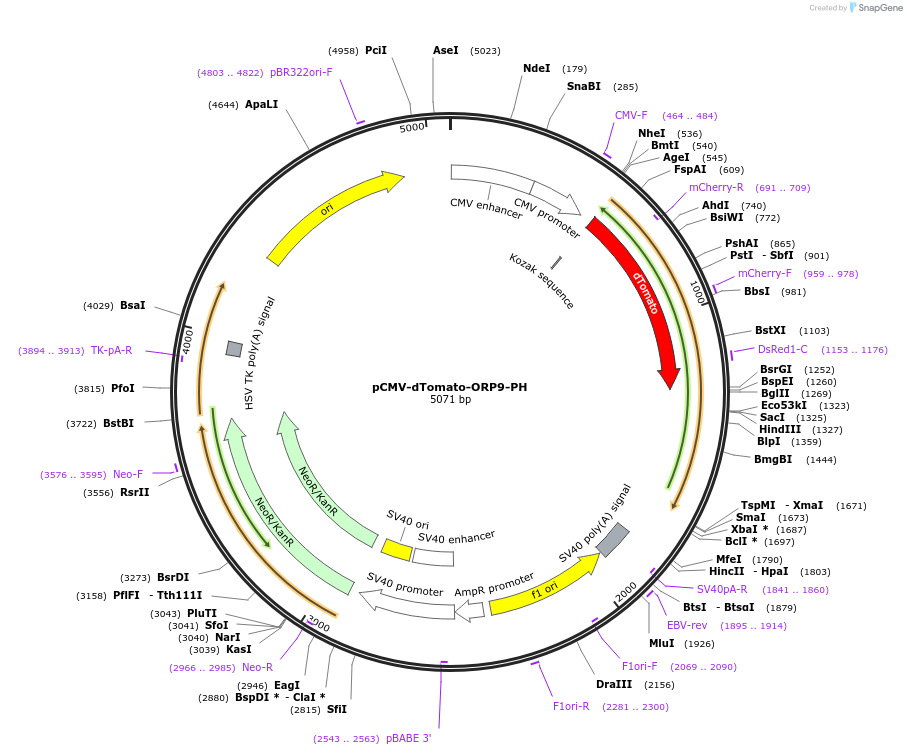 214268-plasmid-map-sequence-id-423503