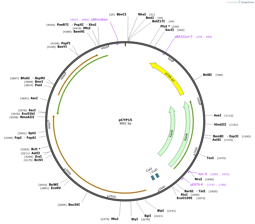 212848-plasmid-map-sequence-id-423534