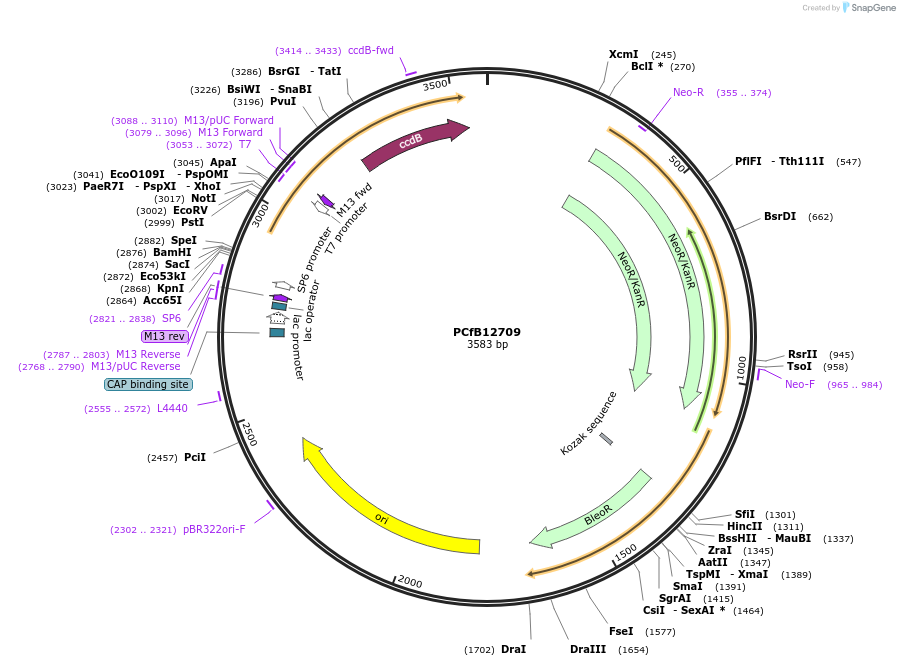 212681-plasmid-map-sequence-id-423566
