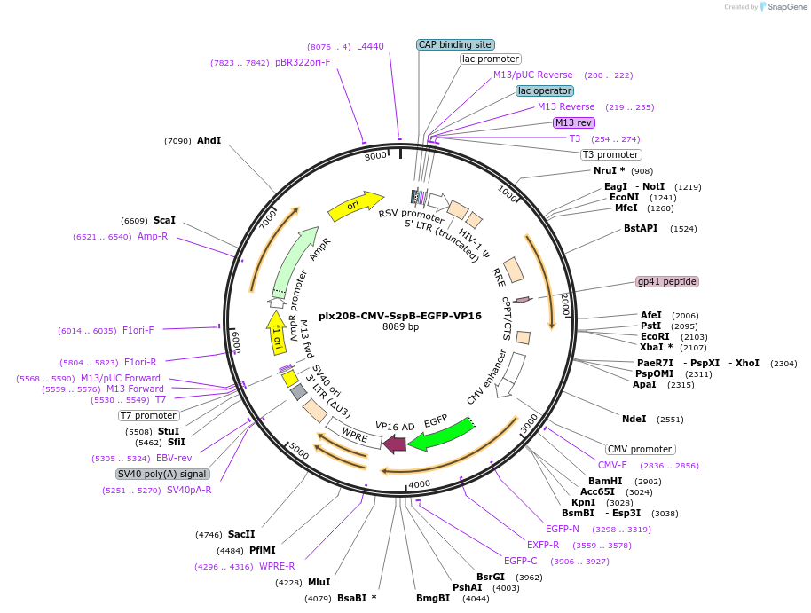 213532-plasmid-map-sequence-id-423573