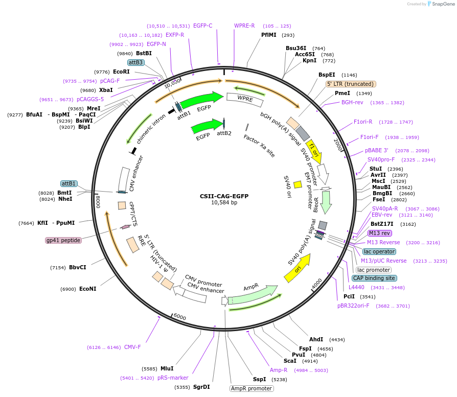 214112-plasmid-map-sequence-id-423582