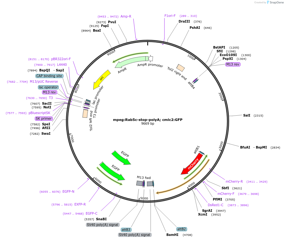 213737-plasmid-map-sequence-id-423585