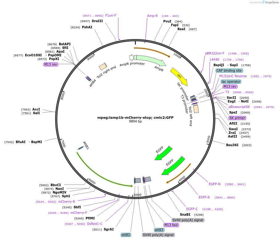 213739-plasmid-map-sequence-id-423592